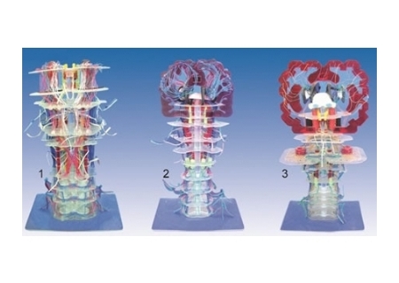 SYL/50011 透明腦干內部結構及傳導模型
